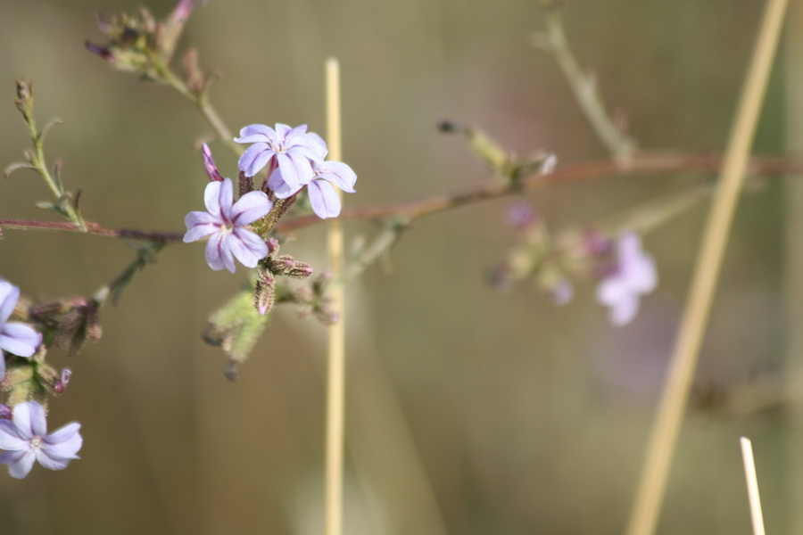 Grecia - Plumbago europaea